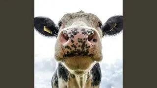Drop Cow