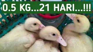 BERAT ANAK ENTOK JUMBO UMUR SAAT MENETAS, UMUR 14 HARI, DAN UMUR 21 HARI FULL PAKAN PABRIKAN