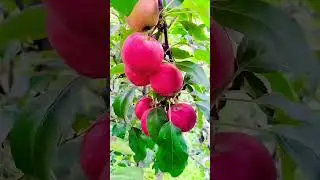#fruit #satisfying #famifruit #famifruit #fruitcultivation #farming #freshlypicked