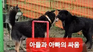 ●아빠와 아들의 서열싸움(검탄.흑곰)
