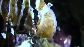 Watch Video Japans Environmental and Political Action Finance News at blinkx.flv