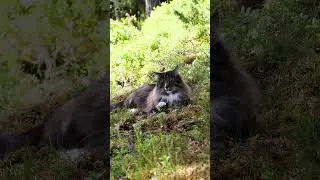 Why Do Cats Chirp? #cats #norwegianforestcat #wildlife #naturecat #cat