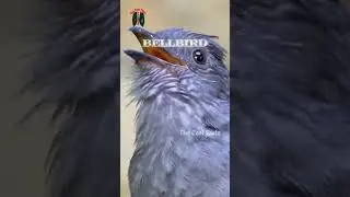 You Won't Believe the SHOCKING Sounds These Rare Birds Make! #birdsounds #facts
