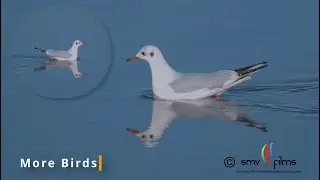 More Birds