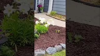 Front Garden Transformation #summergarden