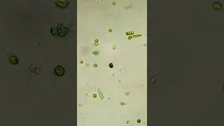 Сколько существует царств в живой природе?  #биология #наука #факты