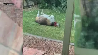 Survey finds more American dogs are obese
