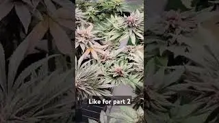 Do you hate trim jail?  ✂️ + 🪴 = 😢? Easier harvest