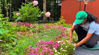 Deadheading Peonies & Baptisia in Spring | Cutting Back Pansies & Bloodroot