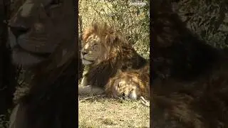 Lions: The Sleepy Kings of the Savannah #travel #wildlife #lion #sleepycat #savannah #nature #shorts