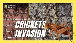 Mormon Crickets Outbreak in Nevada