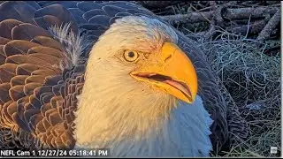 AEF NEFL Eagles ~ Beau & Gabby's Unwavering Dedication To Eggs! Evening Shift Change 💕 12.27.24