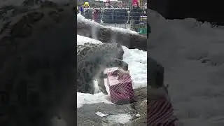 Snow Leopard Plays with Gifts