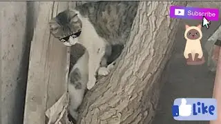 The descent of the cat in an interesting and spectacular way 😍