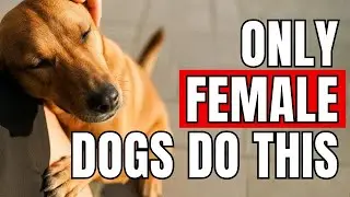 Female Dogs Have a Secret Gift (The Science Will Touch Your Heart)