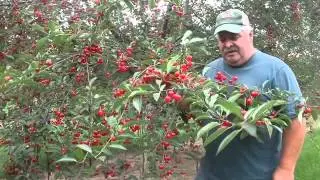 How to pick cherries properly