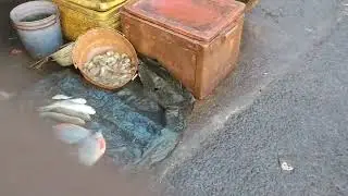 #fish#market#paradeep