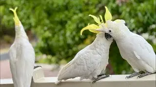 Wild Birds, Magpies & Cockatoos Party!