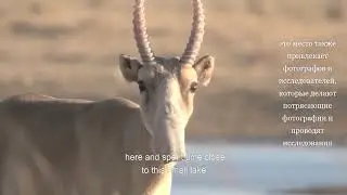 WCN Virtual Fall Expo 2020 Saiga Conservation Alliance - with Russian subtitles