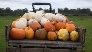 Dunham Pumpkins