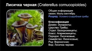 Лисичка черная (Craterellus cornucopioides)