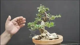 @el acebuche Nacho #bonsaiaficionado #manolofelix #bonsai subscríbete  al canal de Youtube 🔔🌳