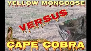MONGOOSE ATTACKS DEADLY SNAKE! ☆ PREDATOR VS PREDATOR!