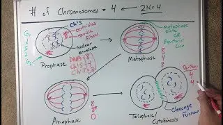Mitosis Diagrams Drawing Demo - Virtual Lab