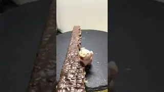 Funny Pig. Смешная свинья.