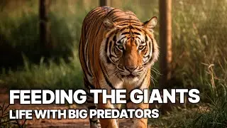 Feeding the Giants | Life with Big Predators