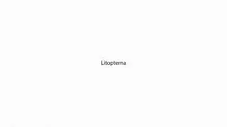 Litopterna PRONUNCIATION