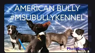 Control The Energy Control The Behaviors ! Best American Msu Bully Kennel. #shorts #love #life #diy