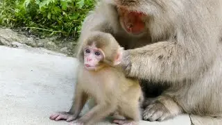Adorable Baby Toeichi 98-07-21, Spring 2021【Beautiful Wild Snow Monkeys in Hell Valley】