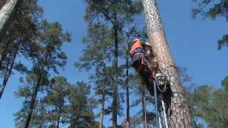 LDWF - Red-cockaded Woodpecker Artificial Nest Cavity Demonstration