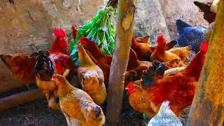 INVEST 100K IN LOCAL CHICKENS AND GET 3M. PART.2 #farmingsimulator #poultryhouse #jobs