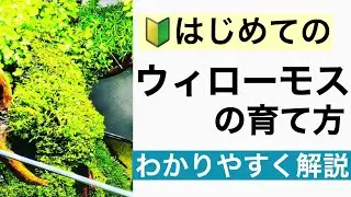 【ウィローモス特集!】熱帯魚やメダカ、エビが好む水草ウィローモスとは!?