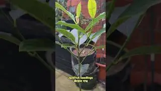 Growing Jackfruit Tree In The UK 🇬🇧