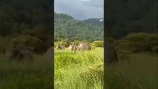 #naturetrip #safaritour #junglesafari #forestlovers #wildlifelovers #forestvibes #elephanttribe