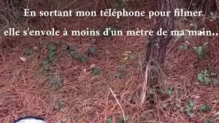 Becasse Landes -graciée du 1er de l'an 2026