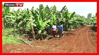 Urimi wa marigu, Kirinyaga; #MugamboWaMurimi (Part 1)