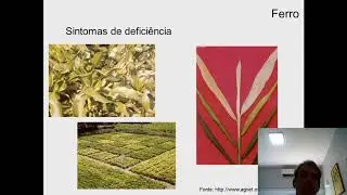 Micronutrientes Parte 2