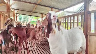 kambing kawinan boer fb jawa randu harga 2.5jt, terbukti anak f1 super!! +62 857-2788-6055