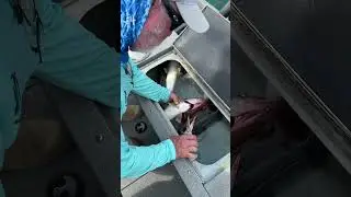 Выпустите кровь из судака, чтобы получить чистое белое филе #рыбалка #судак #ртутнаяморскаяжизнь ...