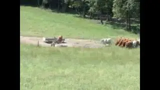Vidéo sur l'abreuvement