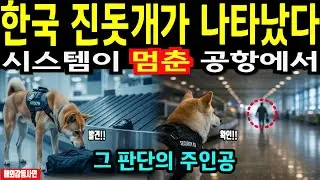 [해외감동사연] 시스템이 멈춘 그날, 공항은 조용했다｜진돗개의 선택