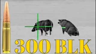 300 BlackOut хорош на HOGS?