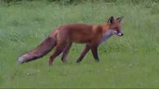 R&auml;var minskar risken f&ouml;r borrelia - Nyheterna (TV4)
