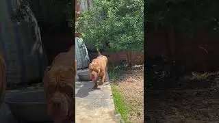 He is so handsome #usa #freshly #shortvideo #lovely #handsome #dog