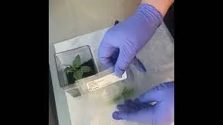 Dahlia tissue culture virus testing day.