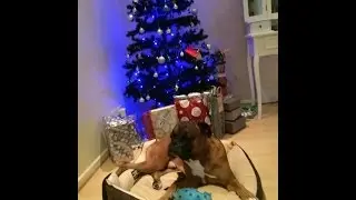 Boxer Puppy - Cooper and Mayson - Sharing
